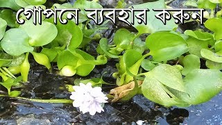 অবহেলিত এই বড়নখার গপন ব্যবহার যা জানলে আপনিও শুরু করবেন।