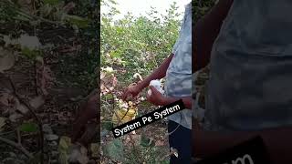 અરૂણ ભાઈ કપાસ વિણે છે #viral #whatsappstatus #trending #kheti #farmer #shortvideo #subscribe