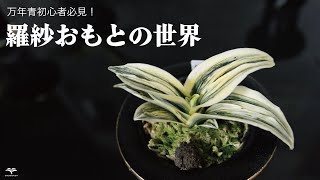 羅紗おもと教えます！/ 小さい葉のオモト