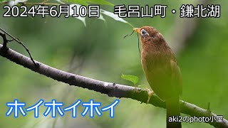 関東の探鳥　鎌北湖　サンコウチョウ・ガビチョウ・メジロ　2024年6月10日