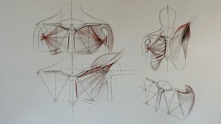 Shoulder Anatomy - Anatomy Master Class for figurative artists