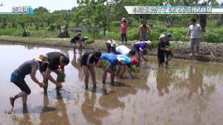 小川道場の子どもたちが田植えを体験〈茨城町〉茨城新聞ニュース（2015.5.22）