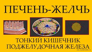 Физиология поджелудочной, тонкого кишечник и печени. Желчь.