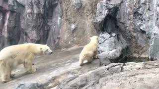 旭山動物園　ホッキョクグマ赤ちゃん 5/2 Polar bear baby