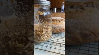 DIY Sprouted grain Sourdough Bread    #sourdough #sprouted #wholegrain #ancientgrains