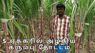 5 ஏக்கரில் அழகிய கரும்பு தோட்டம்