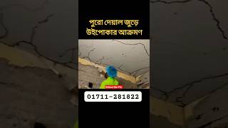 সমস্ত ওয়াল জুড়ে #উইপোকার আক্রমণ #pestcontrol #termite #mosquito #walltermite #sad