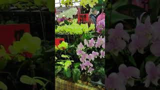 Taipei Flower Market 白姬之舞(Kalanchoe marnieriana) VID20230219110714