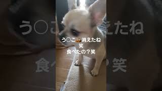 ここさん、う○こ💩消えたね笑う○こ💩食べたの？知らん顔笑 #dog #cute #チワワ #ちわわ #いぬ #シニア犬