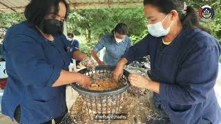 พื้นที่เรียนรู้ชุมชนต้นแบบการพัฒนาคุณภาพชีวิตระดับตำบล แปลงนายปัญญา มะค่าทอง ต.ทับกวาง สระบุรี