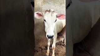 Cow baby sound || cow sound video || Hambo Hambo cow sound ❤️#cow #shorts #video #viralvideo #sound