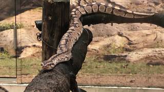 野毛山動物園爬虫類館で飼育されている、ボールニシキヘビさん！木の枝を這いながらゆっくりとこちら側に舌をチロチロっと出しながら近付いてきます！