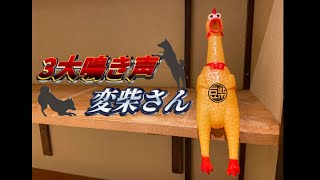 【豆柴】浅草店「3大鳴き声変柴さん」