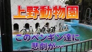 上野動物園なのにペンギンを見る。　ペンギンが仲間を〇〇〇する！？　　　※この動画は2月下旬に撮られたものです。