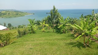 🚨Sold🚨Rubavu Nyamyumba amazing plot nearby Lake Kivu available for sale