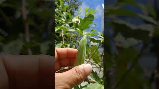 Harvest Lady Finger.