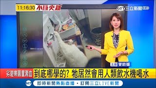 現出原形？喵星人自己站著用飲水機喝水 網友:還知道按冷的｜【萌寵54來當家】20190301｜三立新聞台