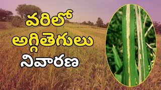 Paddy Blast Management | వరిలో అగ్గితెగులు నివారణ | Paddy Crop | Bheeshma Hub