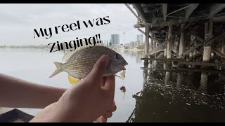 Canning Bridge Jetty Fishing