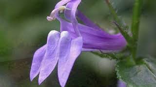 Great Blue Lobelia: All about Native Plants with Matthaei-Nichols