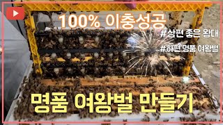 명품 여왕벌 만들기, #1편 - 명품왕대 100%성공