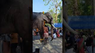 കുട്ടൻകുളങ്ങര അർജുനൻ | KERALA ELEPHANT