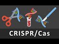 CRISPR-Cas einfach erklärt | Gentechnik | CrisprCas9