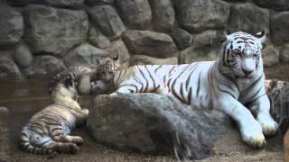 White tiger babies play with mom's tail.母の尻尾で遊ぶホワイトタイガーの赤ちゃん。