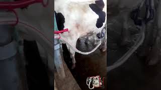 Sezer Süt Sağım Makinesi - SEZER MILKING MACHINE - MAQUINA DE ORDEÑO PORTATIL SEZER