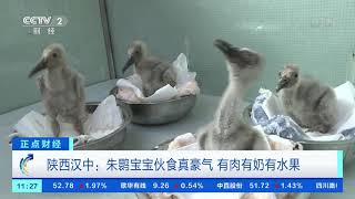 [正点财经]陕西汉中：朱鹮宝宝伙食真豪气 有肉有奶有水果| CCTV财经