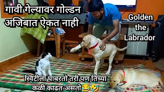 गावी गेल्यावर गोल्डन🐶 अजिबात ऐकत नाही🙄 | इतका घाबरतो तरी सारख्या स्विटीच्या कळी काढत असतो 😂🤣