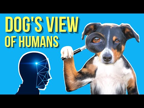 How do dogs see humans?