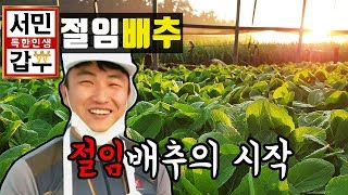 2019년 해남서민갑부절임배추 모종만들기 fat이장 사모님 콩국수먹방 고화질4k