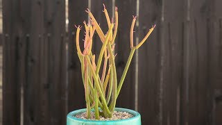 Euphorbia tirucalli “Sticks on Fire”