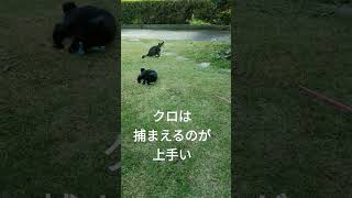 おもちゃで遊ぶ猫3 #猫 #cat