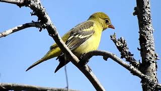 American goldfinch Spinus tristis 美洲金翅雀 8 22 19 Cranberry Lake