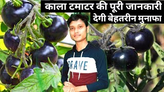 काला टमाटर की खेती की जानकारी / Black Tamato farming | kala tamatar ki kheti kaise karen