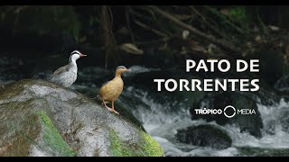 Pato de Torrentes / Torrent duck