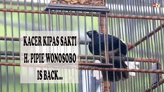 Kacer Main Hormat Juri Volume Tembuusss Panglima Medan Is Back