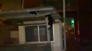 【夜の猫島】港にある小屋で野良猫たちが遊んでいたよ