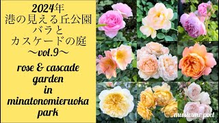 【2024年 港の見える丘公園「バラとカスケードの庭」vol.9】rose \u0026 cascade garden in minatonomieruoka park