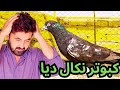 kabootar Nikal diya /کبوتر نکال دیا/#pigeon #vlog #bhowanj #pigeons #shehrmaindehat