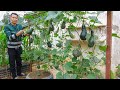 Growing pumpkin on the terrace has a lot of fruit and continuous harvest