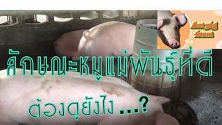 มือใหม่!!…ห้ามพลาดเทคนิคการเลือกลักษณะหมูแม่พันธุ์ที่ดี..ต้องดูยังไง!?/Am pig farm