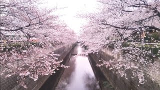 【練馬高野台駅近く】石神井川沿いの桜🌸🌸🌸  2024.4.4 【見事な咲きっぷり】