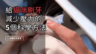 【新手養貓】讓貓咪享受刷牙的5項科學方法! #新手養貓 #貓咪刷牙  | 貓咪怎麼養 catknowledges