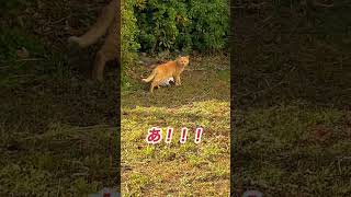 冬の早朝にあの野良猫と出くわした！？#shorts #猫 #野良猫 #怪しい