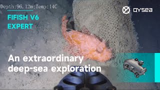 An extraordinary deep-sea exploration sighting via QYSEA FIFISH underwater drone