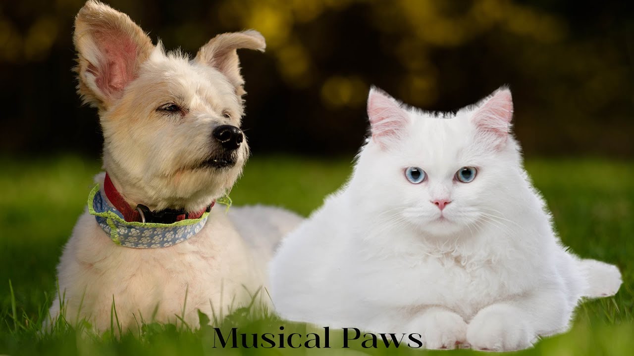 Soothing Music For Cats & Dogs To Calm Down | Pet Music Therapy Calming ...