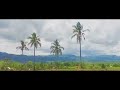 Southern Negros Countryside Road // Coconut Trees | A Short Cinematic Video